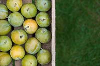 Prunus Domestica - Greengages in a wooden tray