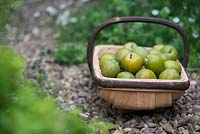 Prunus Domestica - Greengages in a wooden trug