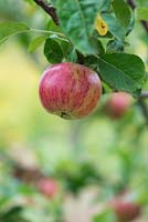 Malus Domestica - Apple 'Lena'
