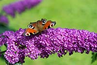 Inachis io - Peacock butterfly on Buddleja flower