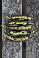 Pisum sativum - Purple Podded pea pods showing peas