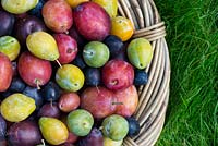 Prunus Domestica - Different varieties of Plums in a trug on a lawn