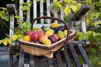 Prunus Domestica - Different varieties of Plums in a trug on a garden seat