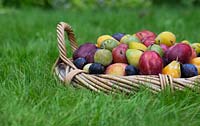 Prunus Domestica - Different varieties of Plums in a wicker basket on a lawn