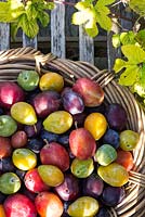Prunus Domestica - Different varieties of Plums in a wicker basket on garden seat