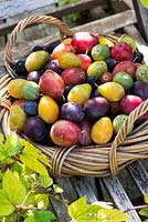 Prunus Domestica - Different varieties of Plums in a wicker basket on garden seat 