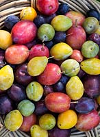 Prunus Domestica - Different varieties of Plums in a wicker basket