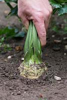 Apium graveolens - Hand pulling up Celeriac prinz in a vegetable patch