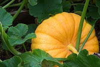 Cucurbita pepo - Pumpkin hundredweight
