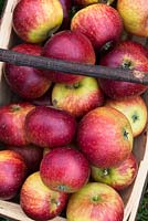 Malus Domestica - Picked Apples 'Nuvar Freckles' in a trug