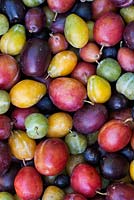 Prunus Domestica - Different varieties of Plums
