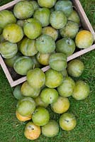 Prunus Domestica - Greengages in a wooden tray on a lawn