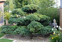 Pinus parviflora - white pine and Buddha statue 