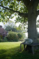 Relaxing area under a big oak tree, Wyckhurst Kent