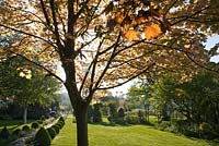 Acer platanoides 'Crimson King', Wyckhurst Kent