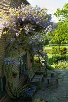 Relaxing area on terrace with Wisteria sinensis climbing up the house, Wyckhurst Kent