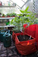 Tomatoes seedlings growing in plastic bags,  Wyckhurst Kent