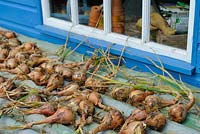 Shallots drying on corrugated iron by potting shed window