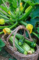 Freshly harvested home grown courgettes in basket