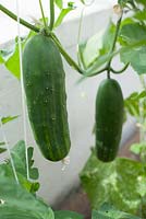 Outdoor ridge cucumbers growing in a large cold frame