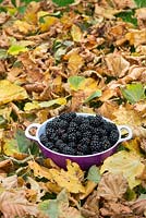 Picked blackberries in a purple colander amongst autumn leaves