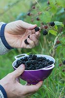 Picking blackberries into a purple colander in the english countryside