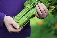 Apium graveolens - Gardener holding harvested Celery 'Loretta'