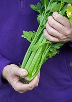 Apium graveolens - Gardener holding harvested Celery 'Loretta'