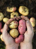Gardeners cupped hands holding Desiree and King Edward potatoes