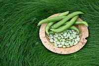 Vicia faba - Broad beans and pods in a wooden bowl on long grass