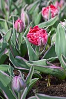 Tulipa 'Eternal Flame'