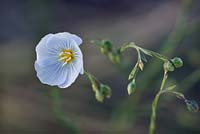 Linum lewisii variety lewisii. Syn. Adenolinum lewisii. Blue Flax, New Mexico, USA