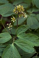 Caulophyllum thalictriodes. The Blue Cohosh herb is also known as Papoose Root or Squawroot