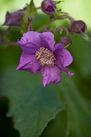 Rubus odoratus - Flowering raspberry