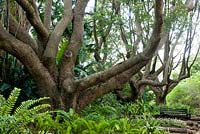 Cinnamomum camphora. Kirstenbosch national botanical garden. Cape Town. South Africa