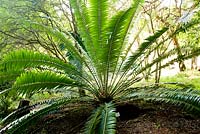 Encephalartos Pausidentatas. Kirstenbosch national botanical garden. Cape Town. South Africa