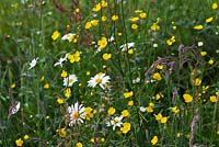The Meadow at Veddw House Garden, Monmouthshire, Wales, UK. Planting includes  Leucanthemum vulgare, Rumex crispus and  Rannunculus bulbous 