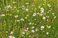Meadow with Leucanthemum vulgare, Rhianthus minor, Trifolium pratense, Rumex crispus and Rannunculus bulbous 
