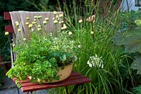 Herb, flower and fruit bowl with Parsley, strawberries, Thyme, Sweet Woodruff and Chrysanthemum segetum
