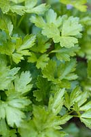 Petroselinum hortense neapolitanum - Flat leaf parsley. 