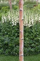 Birch tree trunk with digitalis 'I am, because of who we are' Hampton Court flower Show garden 2011