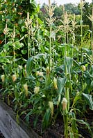Vegetable garden with Sweetcorn 'Lark' in raised beds 
