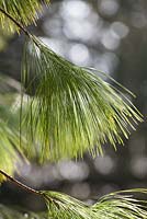 Pinus wallichiana - Bhutan Pine