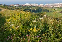 Wild flowers on hill - South Downs National Park, Brighton, East Sussex, UK 