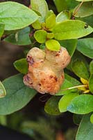 Azalea gall caused by fungus 