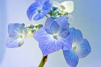 Hydrangea macrophylla 'Teller Blue'
