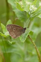 Aphantopus hyperantus - Ringlet butterfly