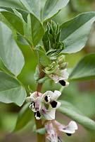 Vicia fabia - Broad Bean 'Masterpiece Green Longpod'