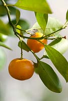 Citrus madurensis