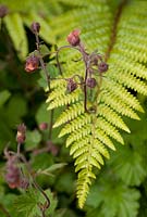 Geum rivale and fern